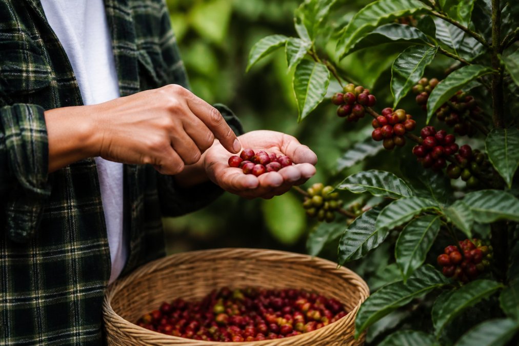 How to Identify Ethical Coffee Sourcing Labels
