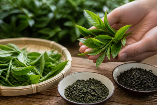 How to Identify High Quality Tea Leaves for Beginners